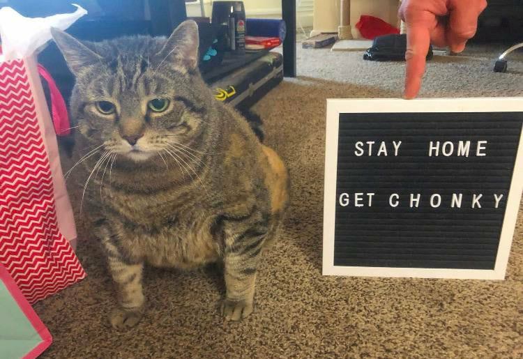 This meme features a cat sitting in front of a sign that says "Stay at home, Chuck" and a separate sign that says "You're not Chuck, you're a chunky monkey". The meme is a play on words, using a cat's name to make a joke about being overweight.